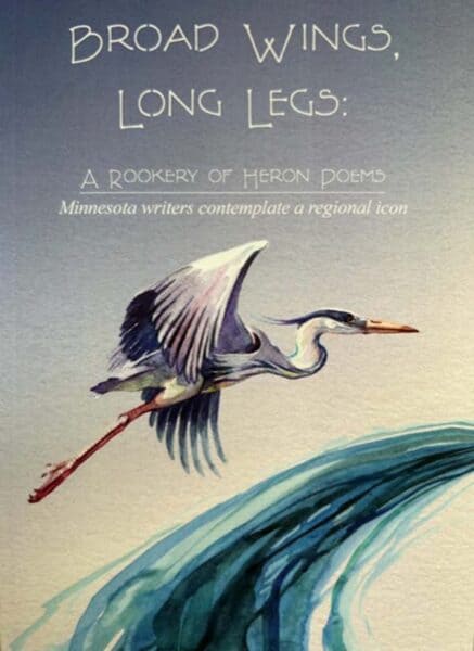 Broad Wings Long Legs